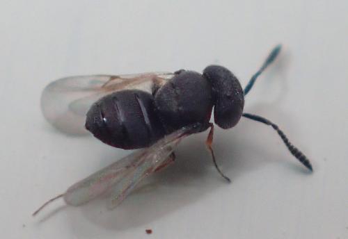 Scelioninae